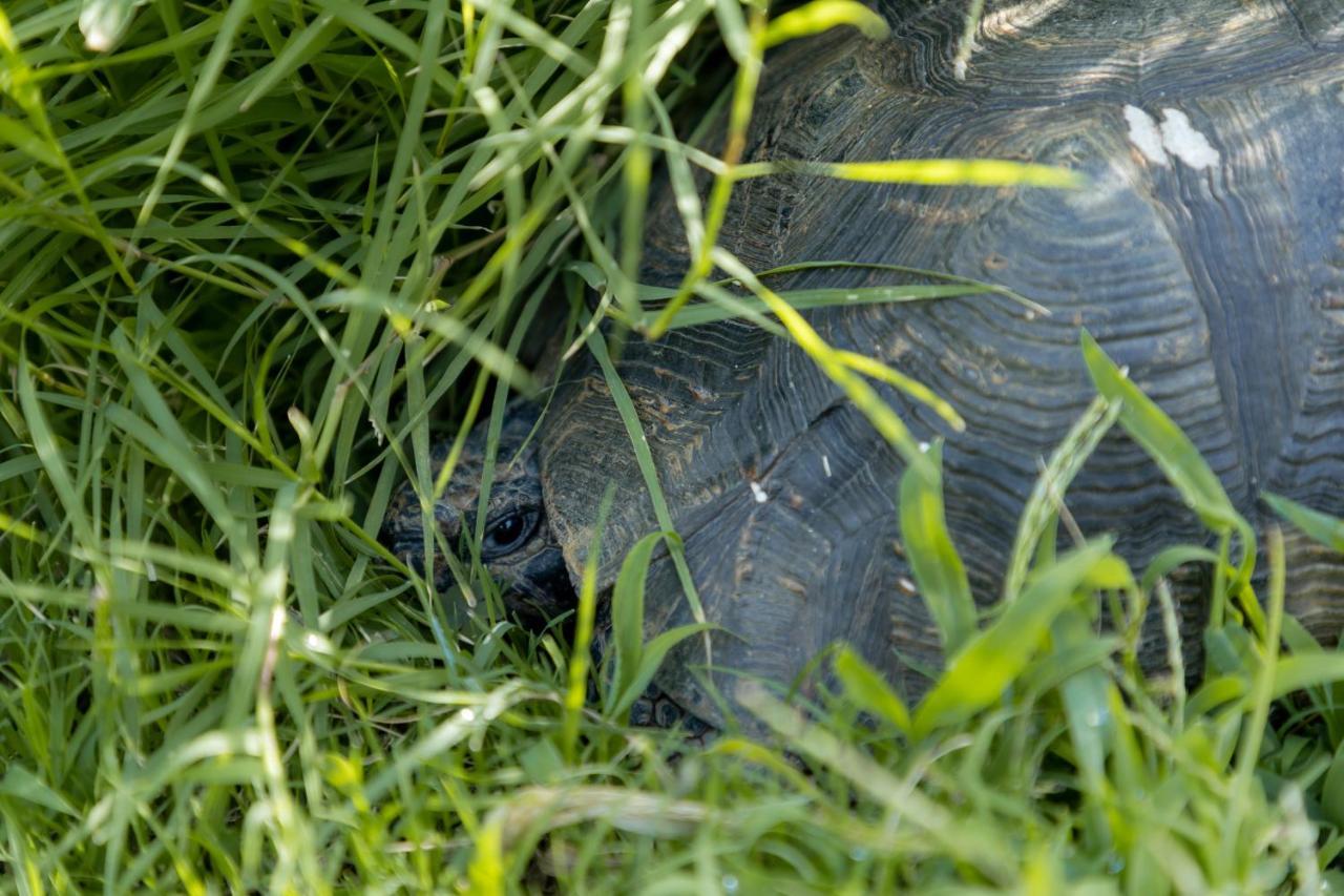 Eco Village Baia Delle Ginestre Teulada Zewnętrze zdjęcie